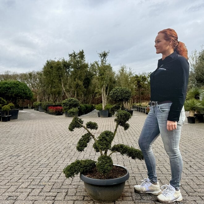 Ilex crenata Kinme bonsai (Japanse hulst) 90/100 cm