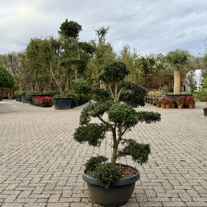 Ilex crenata Kinme bonsai 120/140 cm