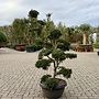 Ilex crenata Kinme bonsai (Japanse hulst) 120/140 cm