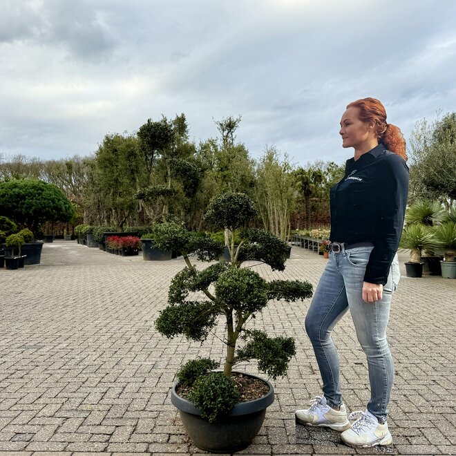 Ilex crenata Kinme bonsai (Japanse hulst) 120/140 cm