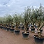 Olijfboom (Olea europaea) 40/50 cm stamomtrek Hojiblanca - Grillige stam