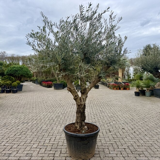 Olijfboom (Olea europaea) 40/50 cm stamomtrek Hojiblanca - Grillige stam