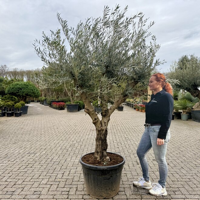 Olijfboom (Olea europaea) 40/50 cm stamomtrek Hojiblanca - Grillige stam