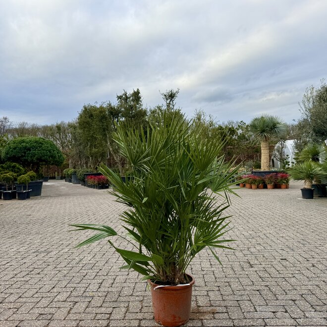 Chamaerops humilis 60/80 cm