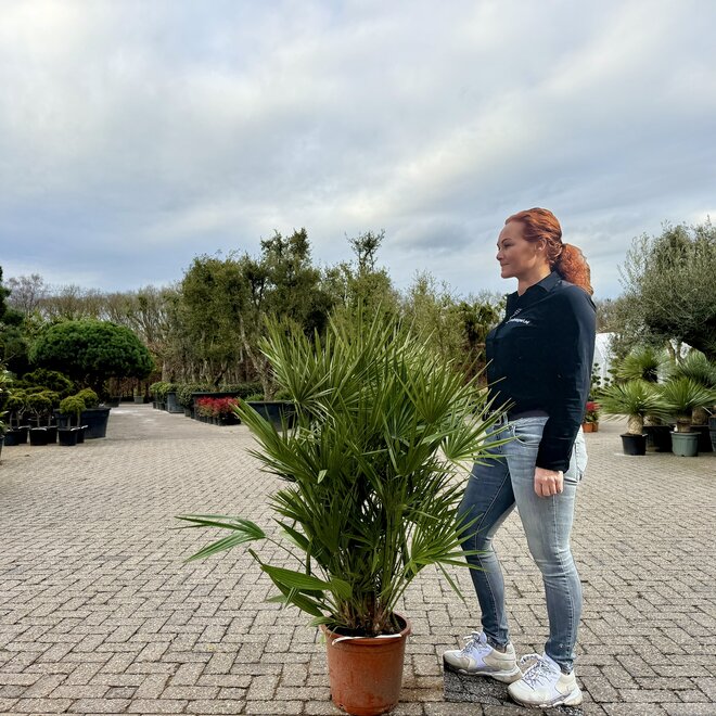 Chamaerops humilis (Europese dwergpalm) 60/80 cm