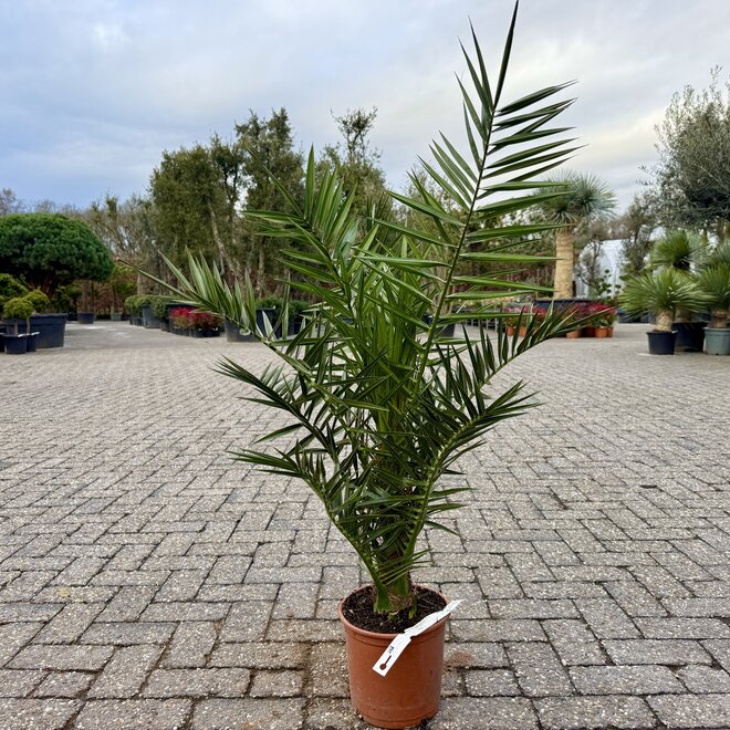 Phoenix canariensis (Canarische dadelpalm) 80/100 cm