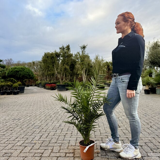 Phoenix canariensis (Canarische dadelpalm) 80/100 cm