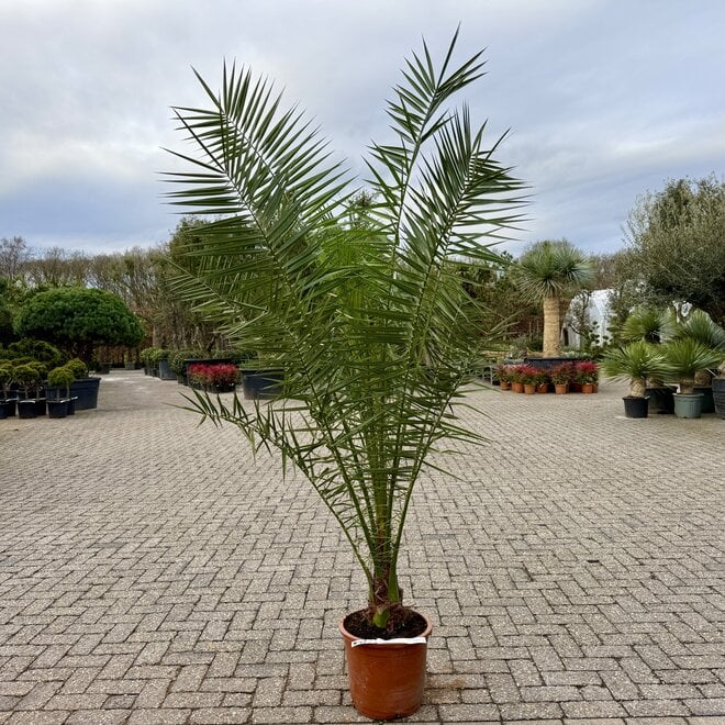 Phoenix canariensis 160/180 cm