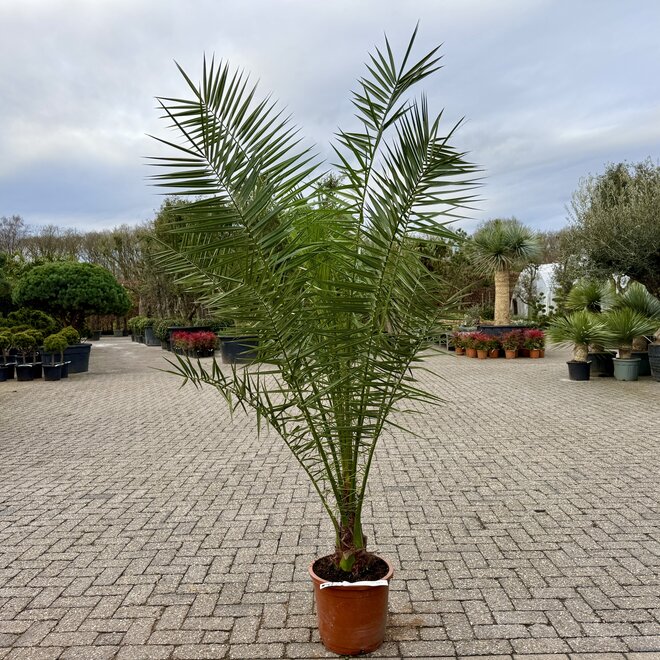 Phoenix canariensis (Canarische dadelpalm) 160/180 cm