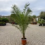 Phoenix canariensis (Canarische dadelpalm) 160/180 cm