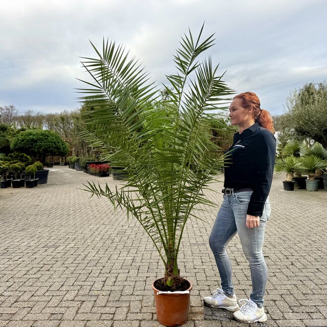 Phoenix canariensis (Canarische dadelpalm) 160/180 cm