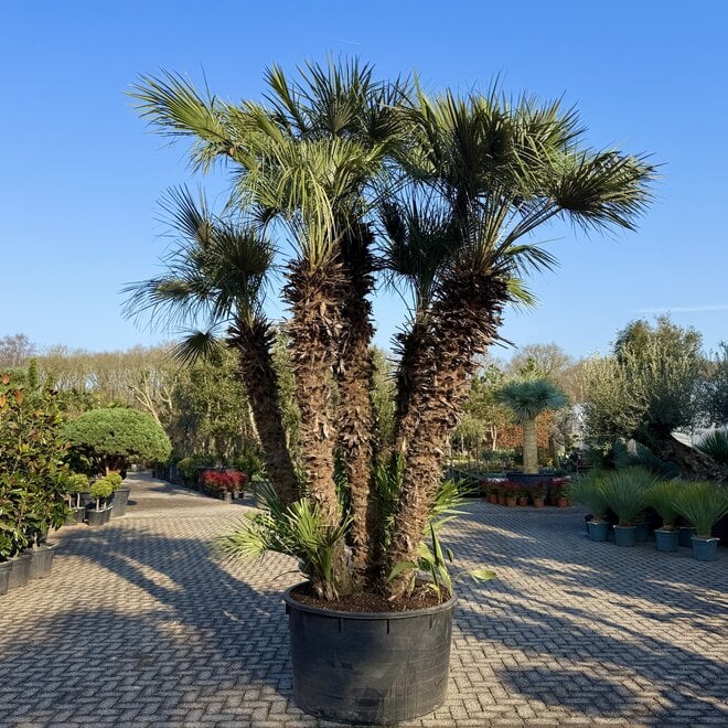 Chamaerops humilis multistam