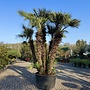 Chamaerops humilis (Europese dwergpalm) multistam