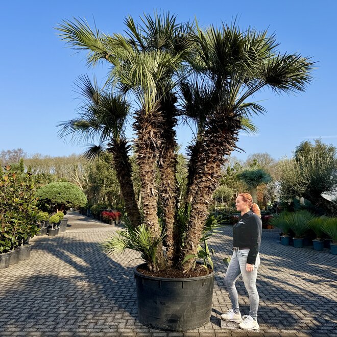 Chamaerops humilis (Europese dwergpalm) multistam