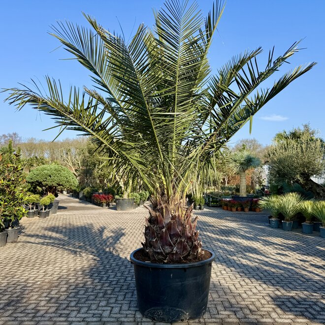 Jubaea chilensis 100 cm stamhoogte