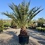 Jubaea chilensis (Chileense wijnpalm) 100 cm stamhoogte