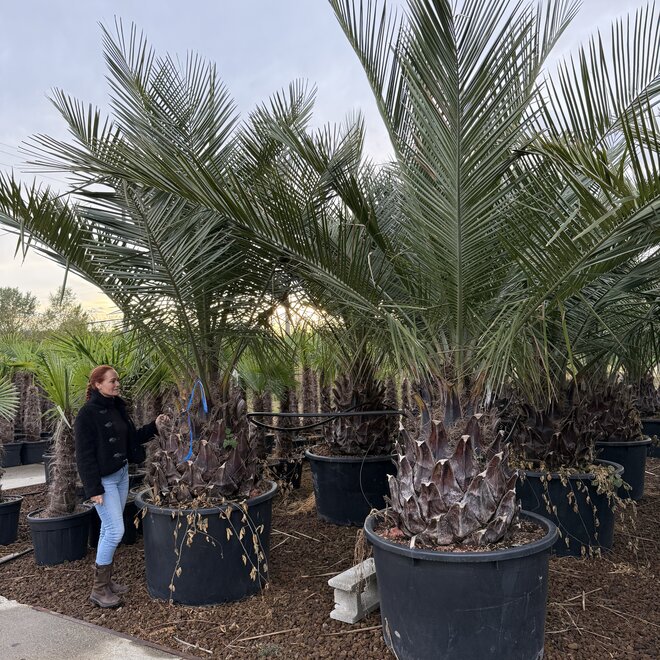 Jubaea chilensis (Chileense wijnpalm) 100 cm stamhoogte