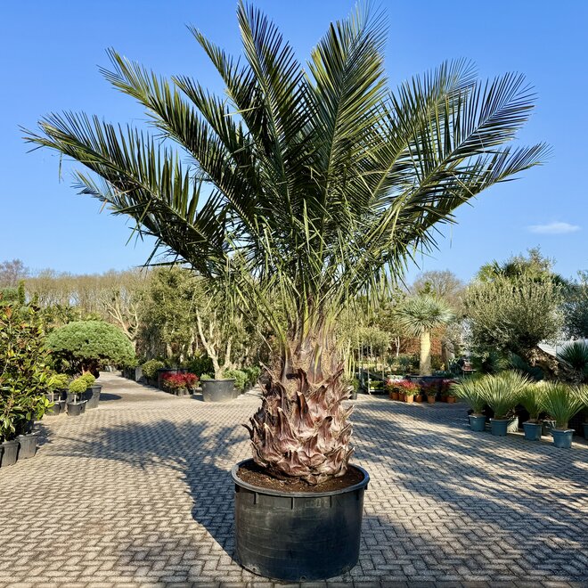 Jubaea chilensis (Chileense wijnpalm) 130 cm stamhoogte