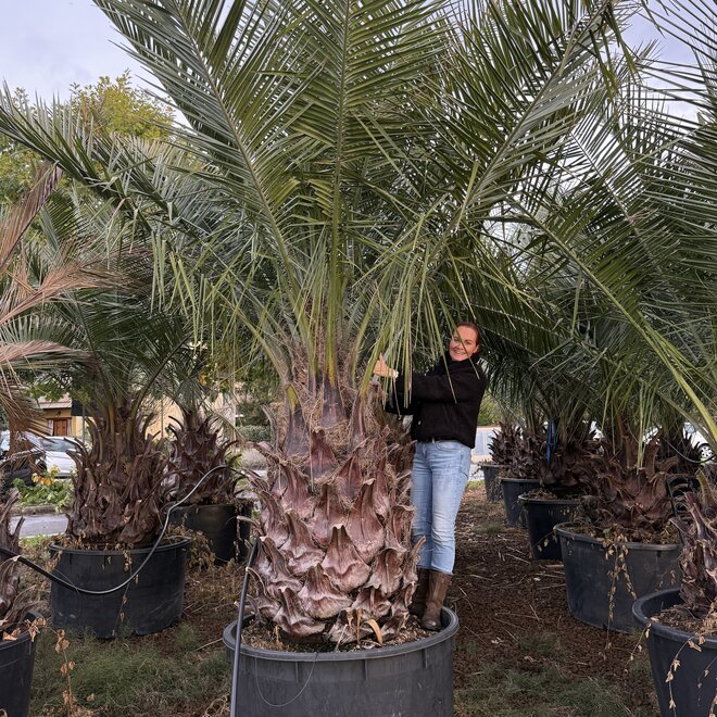 Jubaea chilensis (Chileense wijnpalm) 130 cm stamhoogte