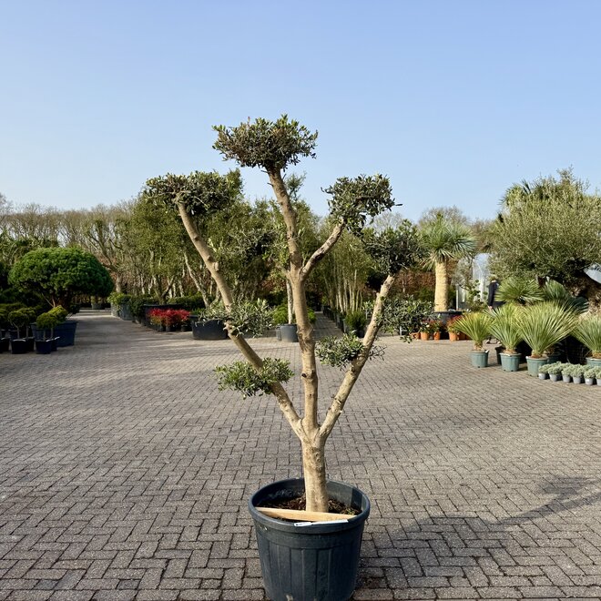 Olijfboom (Olea europaea) 20/30 cm stamomtrek  - pon pon