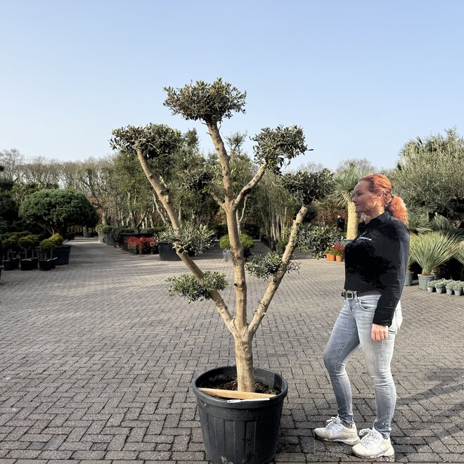 Olijfboom (Olea europaea) 20/30 cm stamomtrek  - pon pon