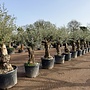 Olijfboom (Olea europaea) 60/80 cm grillige bruine stam