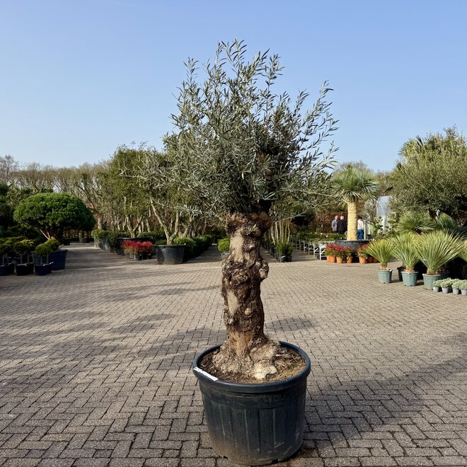 Olijfboom (Olea europaea) 60/80 cm grillige bruine stam
