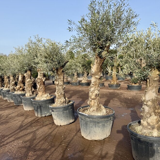 Olijfboom (Olea europaea) 60/80 cm grillige bruine stam