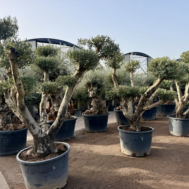 Olijfboom (Olea europaea) pon pon groot