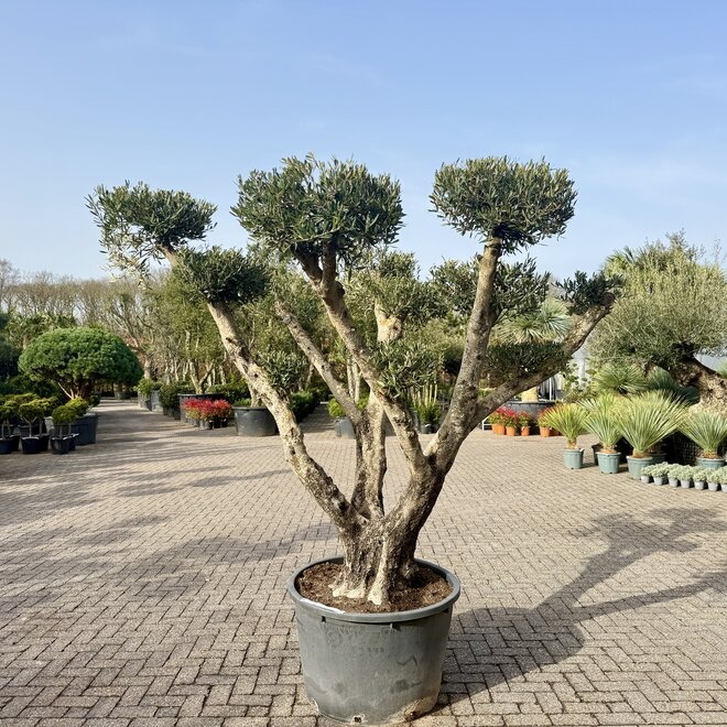 Olijfboom (Olea europaea) pon pon groot
