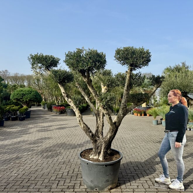 Olijfboom (Olea europaea) pon pon groot