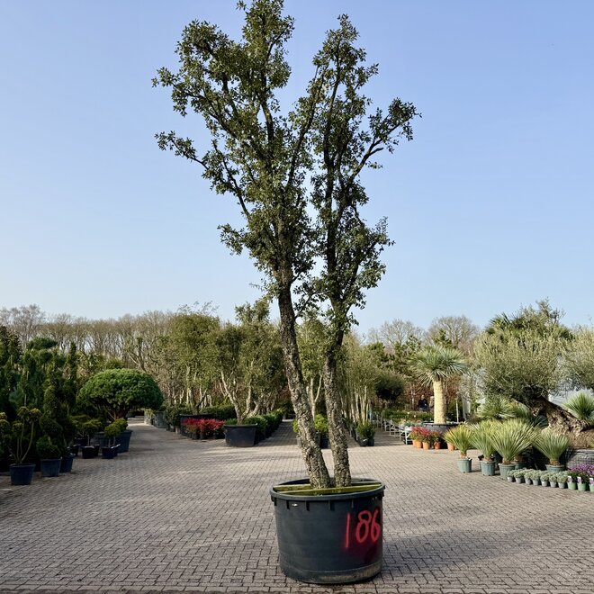 Kurkeik dubbelstam stamomtrek 50/70 cm (186)