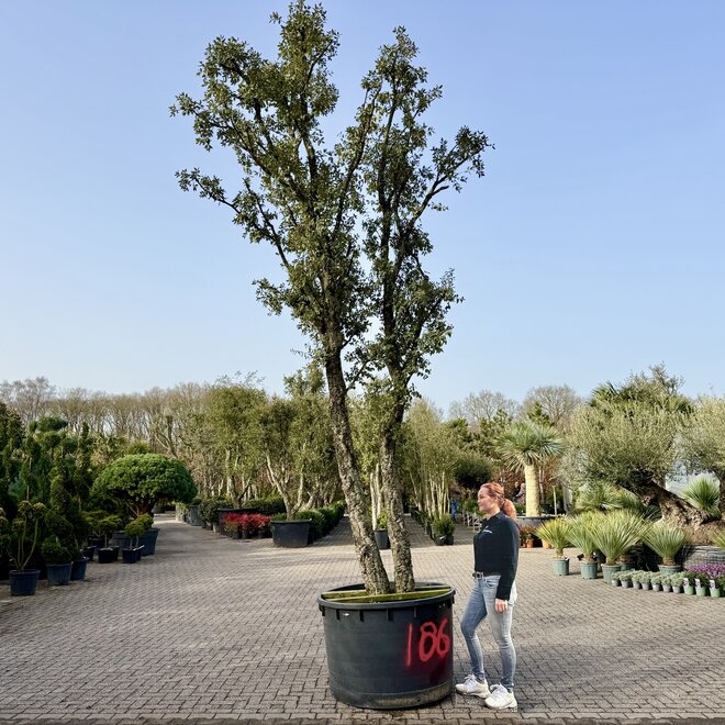 Kurkeik (Quercus suber) dubbelstam stamomtrek 50/70 cm (nr 186)