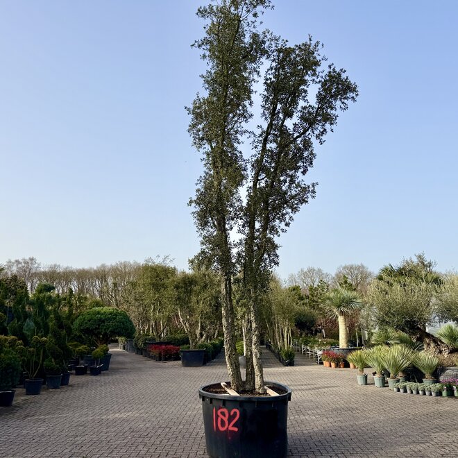 Kurkeik (Quercus suber) 4 stammen stamomtrek 30/50 cm (nr 182)