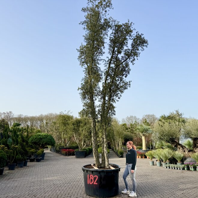 Kurkeik (Quercus suber) 4 stammen stamomtrek 30/50 cm (nr 182)