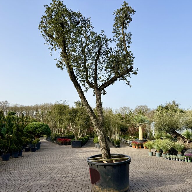 Kurkeik (Quercus suber) exclusief stamomtrek 90/100 cm (nr 184)