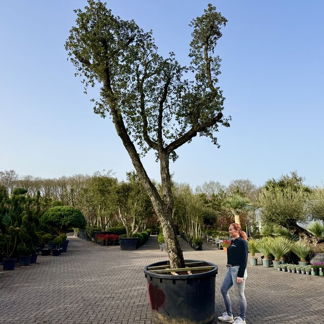 Kurkeik (Quercus suber) exclusief stamomtrek 90/100 cm (nr 184)