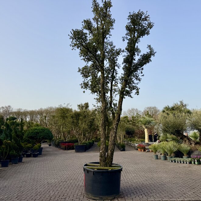 Kurkeik (Quercus suber) dubbelstam stamomtrek 50/70 cm (nr 183)