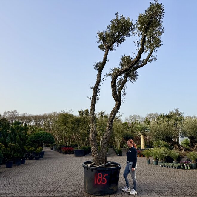 Kurkeik (Quercus suber) dubbelstam stamomtrek 80/90 cm (nr 185)