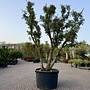 Kurkeik (Quercus suber) triple stam stamomtrek 80/90 cm (nr 180)