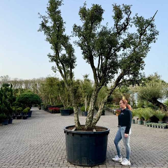 Kurkeik (Quercus suber) triple stam stamomtrek 80/90 cm (nr 180)