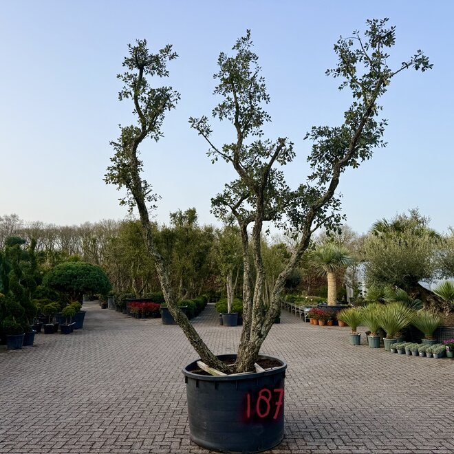 Kurkeik (Quercus suber) triple stam stamomtrek 30/50 cm (nr 187)