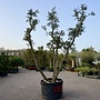 Kurkeik (Quercus suber) triple stam stamomtrek 30/50 cm (nr 187)