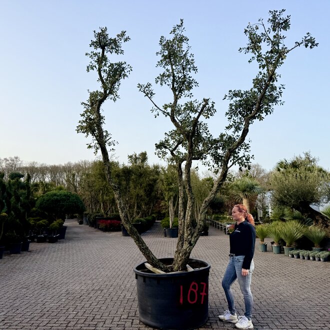 Kurkeik (Quercus suber) triple stam stamomtrek 30/50 cm (nr 187)