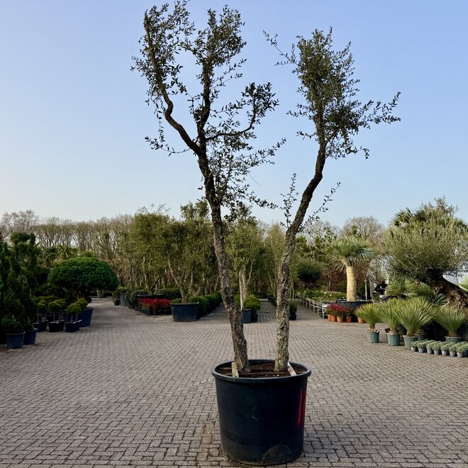 Kurkeik (Quercus suber) dubbelstam stamomtrek 30/40 cm (nr 181)