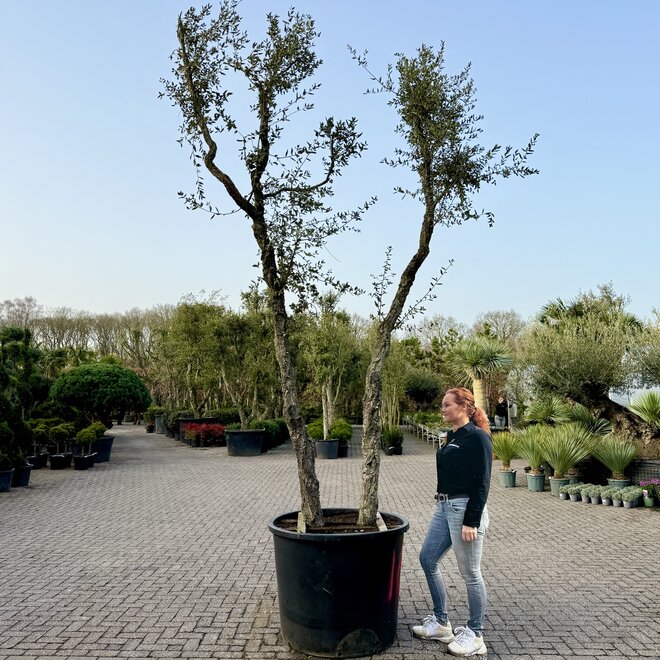 Kurkeik (Quercus suber) dubbelstam stamomtrek 30/40 cm (nr 181)