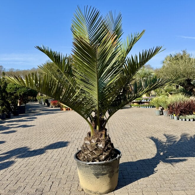 Jubaea chilensis (Chileense wijnpalm) 50/60 cm stamhoogte