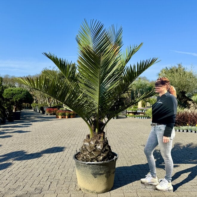 Jubaea chilensis (Chileense wijnpalm) 50/60 cm stamhoogte
