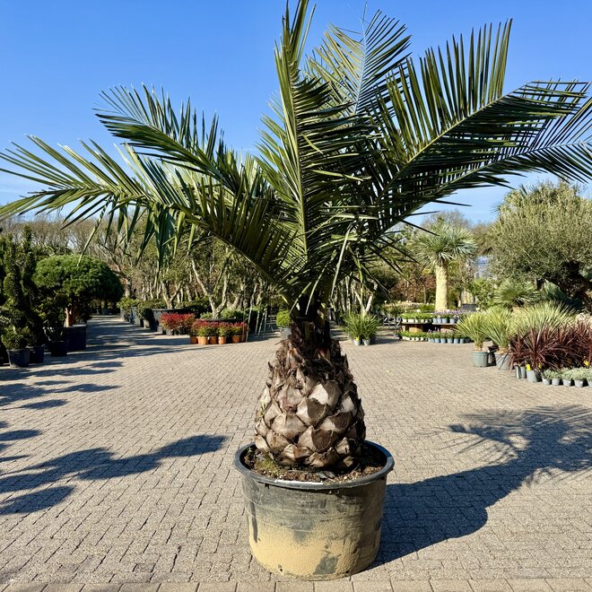 Jubaea chilensis (Chileense wijnpalm) 80/100 cm stamhoogte