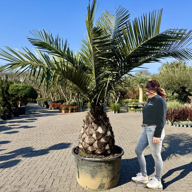 Jubaea chilensis (Chileense wijnpalm) 80/100 cm stamhoogte